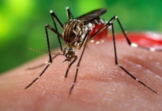 SAÚDE: Zika pode provocar distúrbio no fundo do olho das crianças, mostra pesquisa