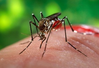 Aedes aegypti | Divulgação