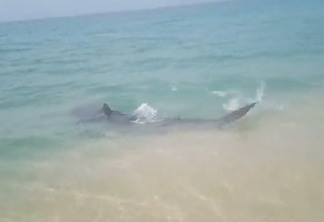 Tubarão desperta a curiosidade de banhistas próximo à faixa de areia