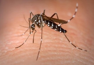 Aedes aegypti | Divulgação