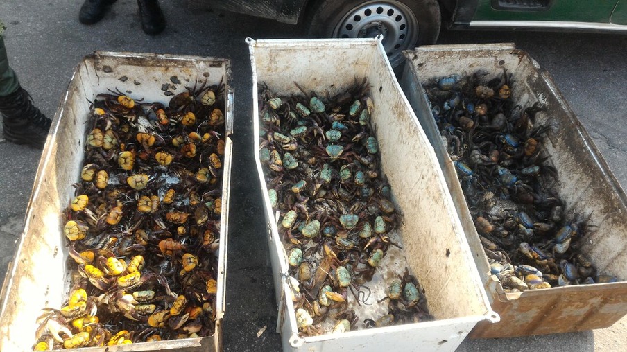 Guarda ambiental de Niterói apreendeu mais de três mil caranguejos em dois meses