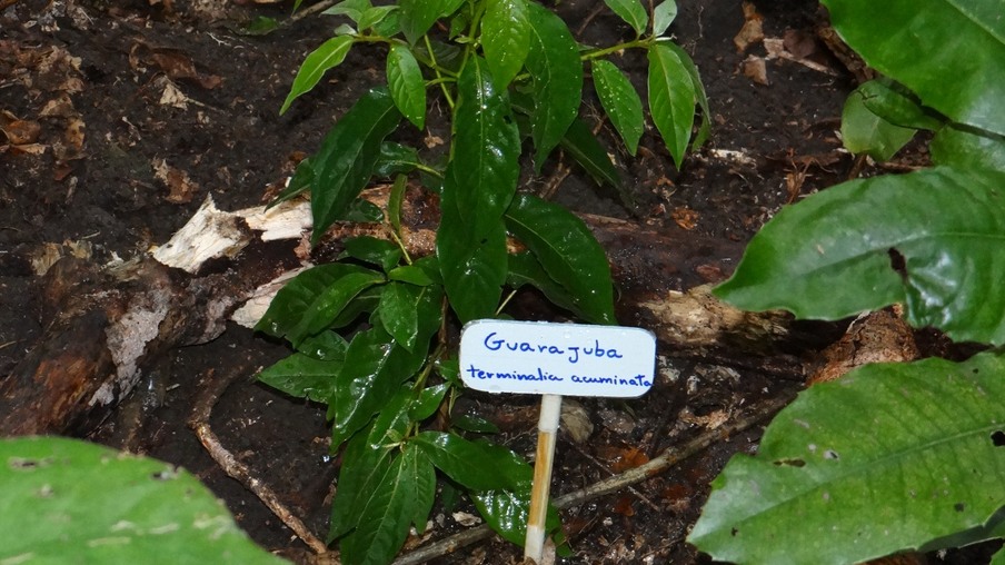 Enseada do Bananal recebe o plantio de sementes e mudas de Guarajuba