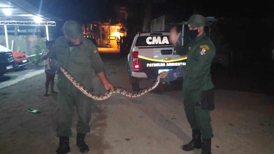 Dois gaviões e uma cobra foram resgatados e reintegrados à natureza em Niterói