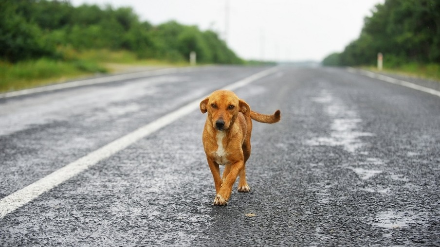 MEIO AMBIENTE: Niterói entra na luta para redução de animais atropelados nas estradas