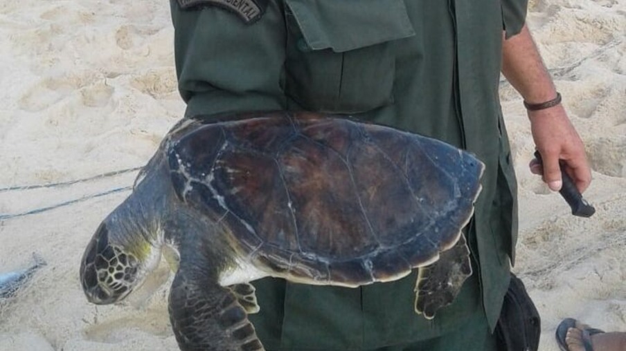 Guarda Ambiental de Niterói resgata tartaruga em Camboinhas