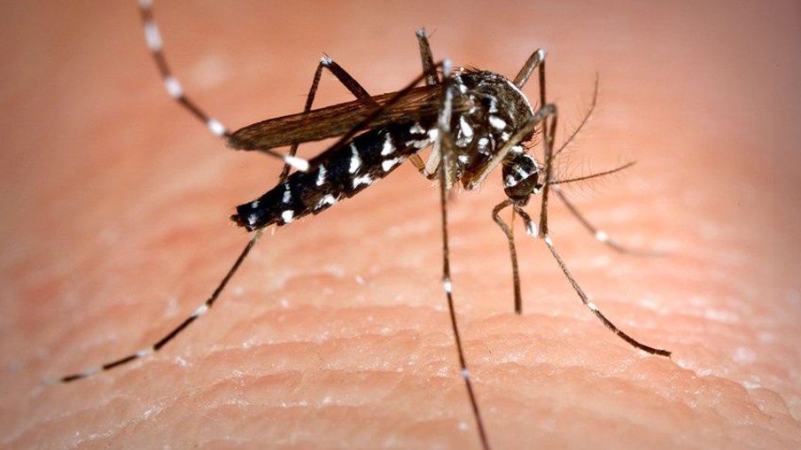 Casos de chikungunya praticamente triplicam no estado do Rio