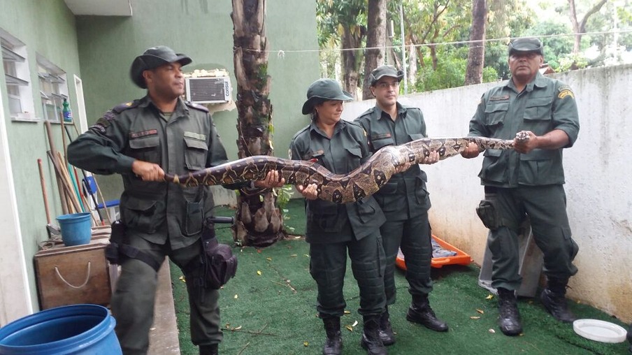 Guarda Ambiental de Niterói resgata cobra de três metros no bairro do Cubango