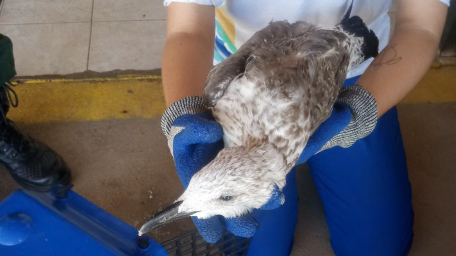 Atobá e gaivota debilitados são resgatados pela Guarda Ambiental de Niterói