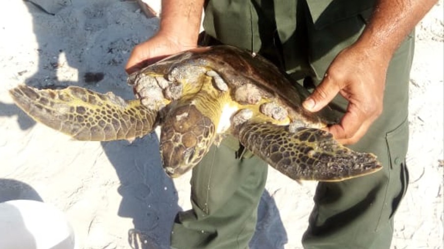 Guarda de Niterói resgata tamanduá-mirim e tartaruga ferida