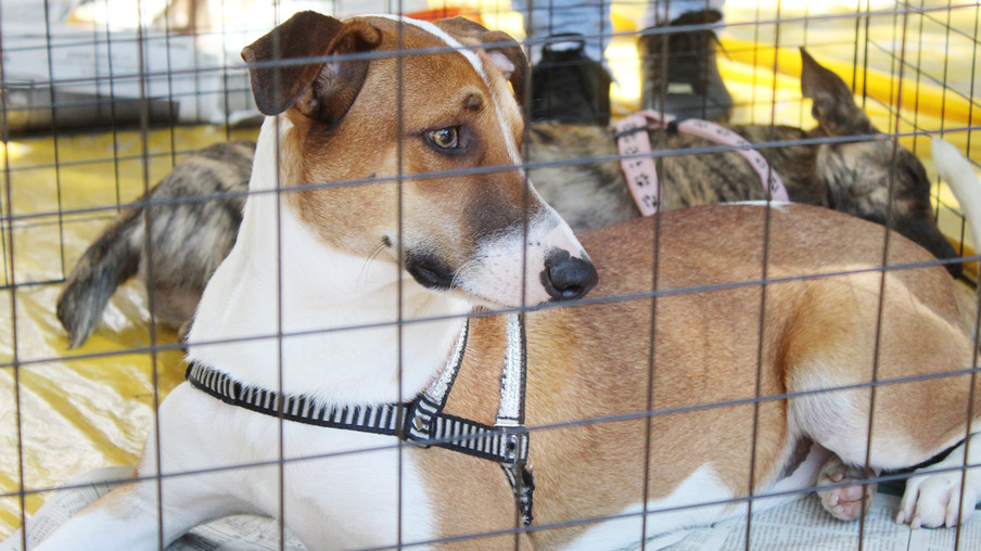 Feira de adoção de cães e gatos acontece neste sábado no Centro de Niterói