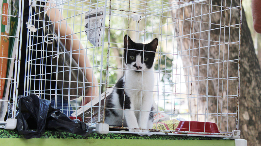 Niterói recebe feira de adoção de cães e gatos