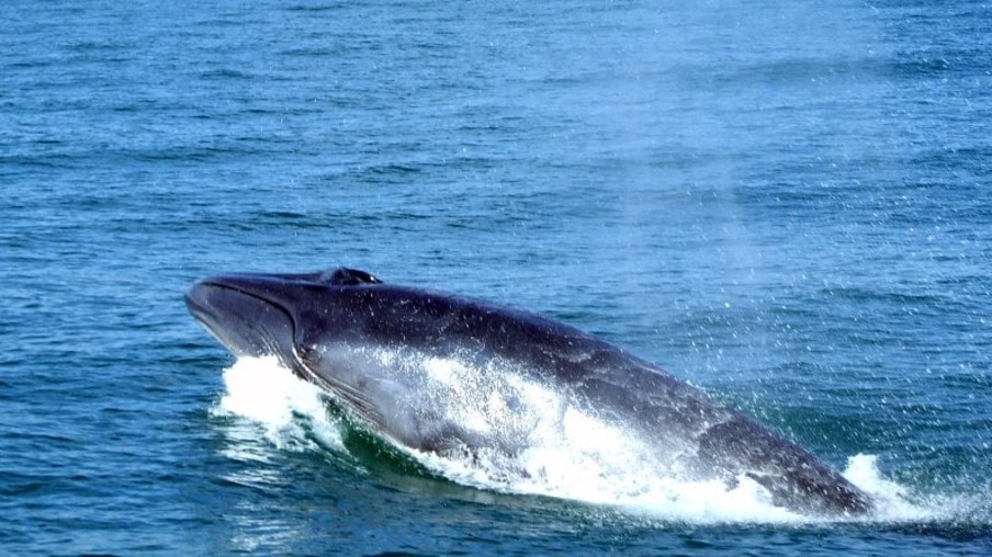 Vídeo: Baleia chamou a atenção de quem estava na Praia de Itaipu