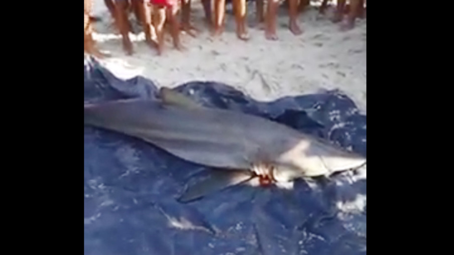 Vídeo: Tubarão na Praia de Itaipu