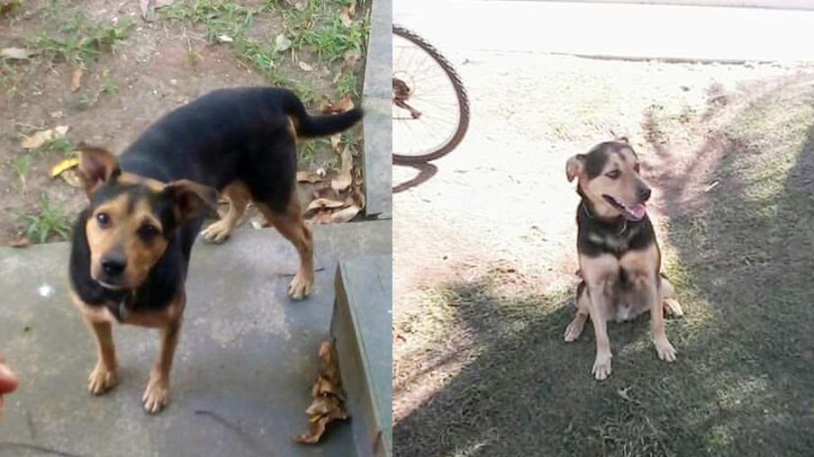Cão abandonado em Piratininga busca um lar