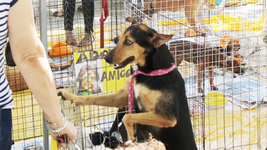 Niterói recebe feira de adoção de cães e gatos neste sábado