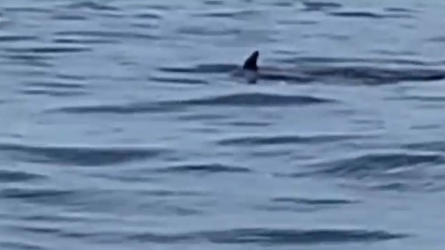 Golfinhos aparecem na orla de Niterói