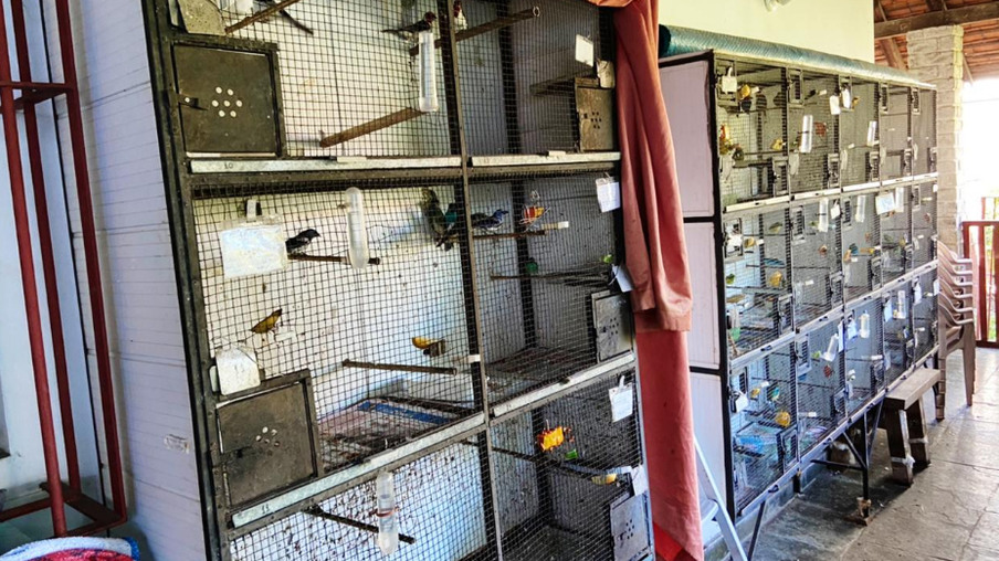 Polícia fecha criadouro de aves silvestres em Niterói