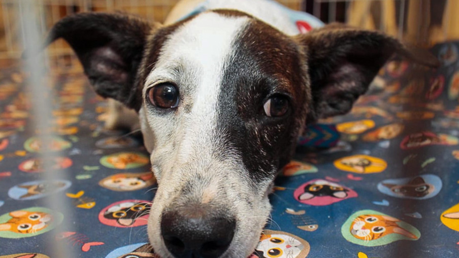 Feira Virtual de Adoção de Cães e Gatos acontece em Niterói no próximo domingo