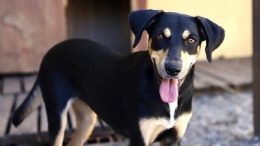 Campanha em Niterói incentiva adoção responsável de cães e gatos