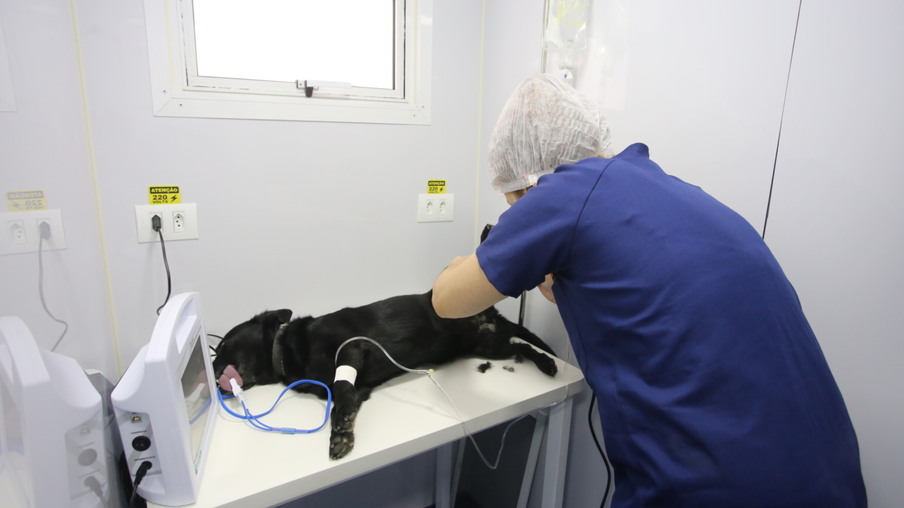 Niterói abre 450 vagas para castração gratuita de cães e gatos