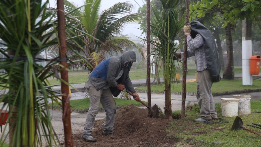Orla de Piratininga recebe 18 novos coqueiros e 60 pitangas