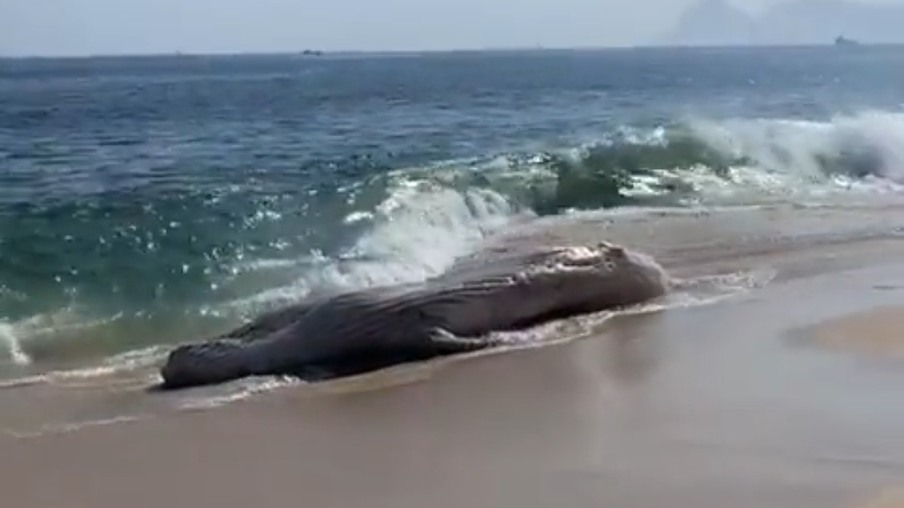 Baleia morta é encontrada em praia de Niterói
