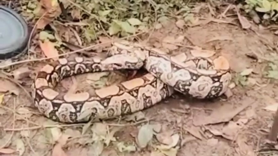 Vídeo mostra cobra de 3 metros em Niterói sendo reintegrada à natureza