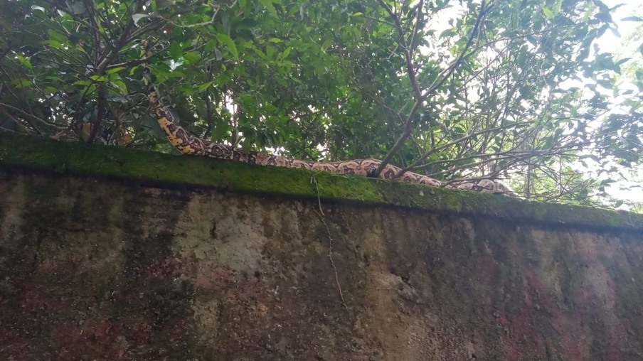 Cobra de 3 metros assusta moradores em Niterói