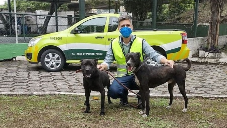 Saiba o que aconteceu com os cãezinhos resgatados na Ponte Rio-Niterói