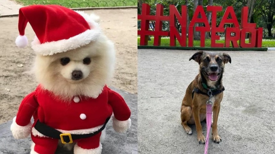 Cãezinhos viram modelos no Natal do Campo