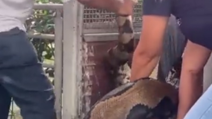 Vídeo: incidente ocorre com uma cobra e um dos biólogos do Instituto Vital Brazil, em Niterói