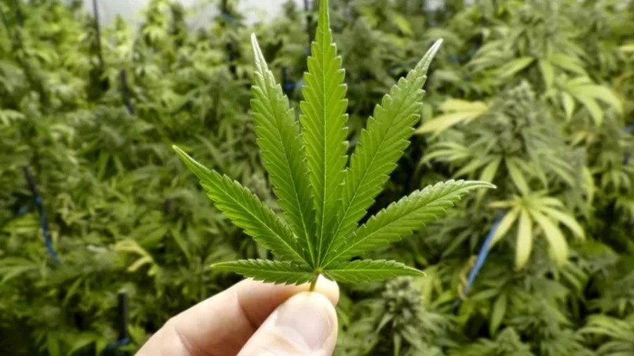 Anvisa aprova nova medicação à base de Cannabis