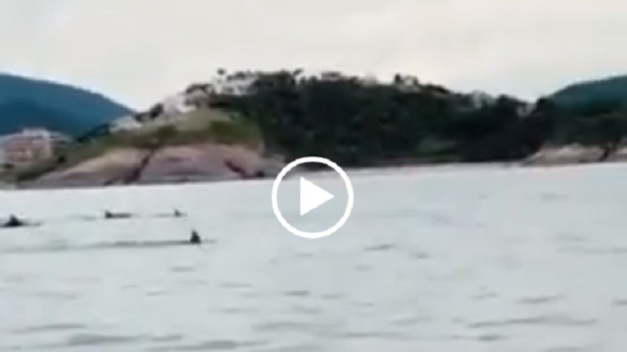 Família de golfinhos encanta Niterói