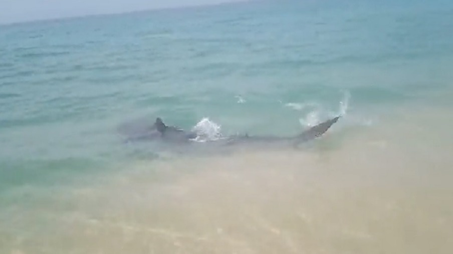Tubarão desperta a curiosidade de banhistas próximo à faixa de areia