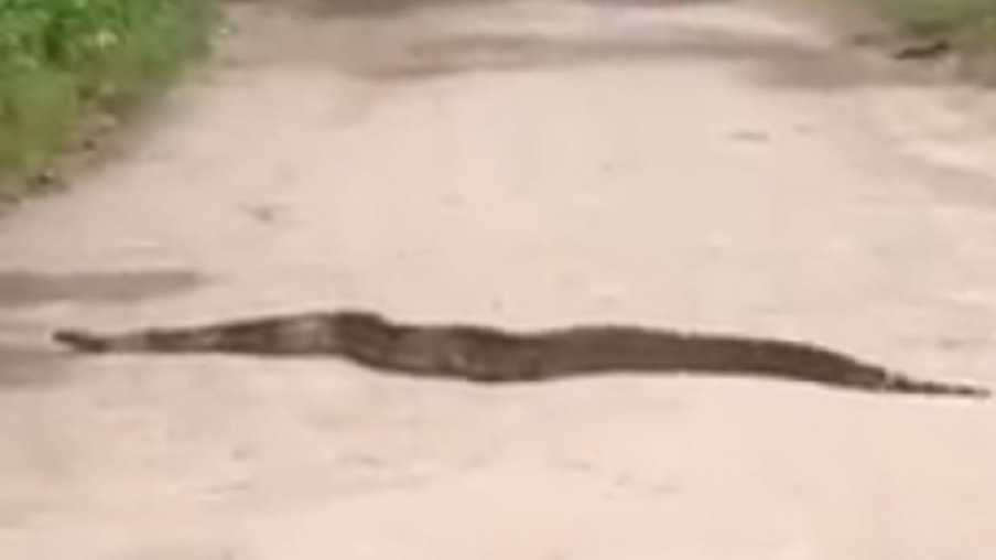 Cobra desperta curiosidade na Região Oceânica de Niterói