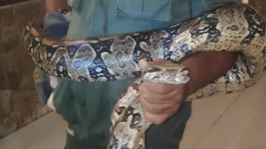 Vídeo: Cobra de 2,5 metros assusta moradores de Niterói e é resgatada por guardas ambientais