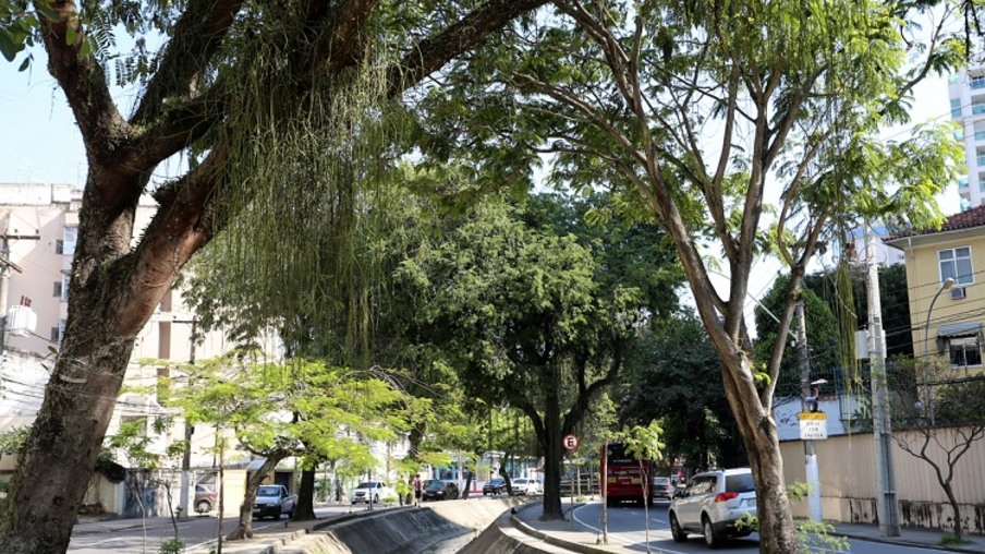 Arborização em Niterói tem novas ações previstas