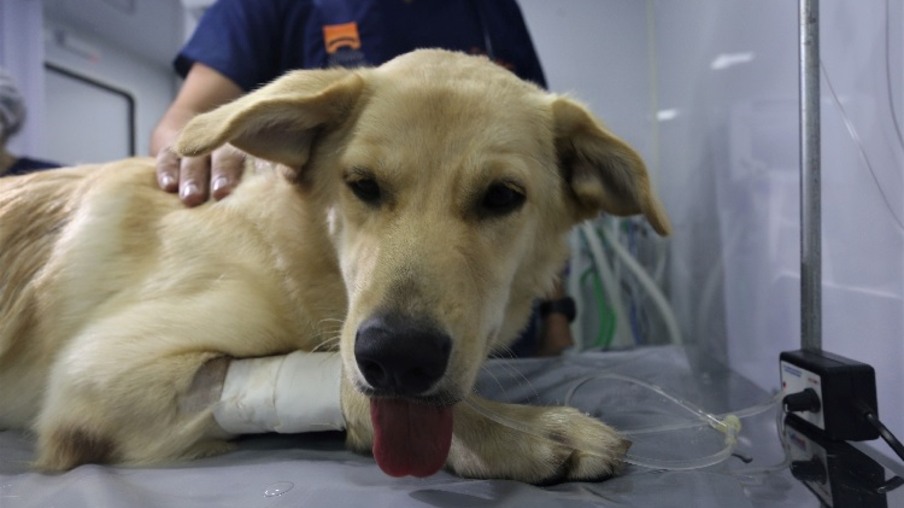 Niterói abre 600 vagas para castração gratuita de cães e gatos