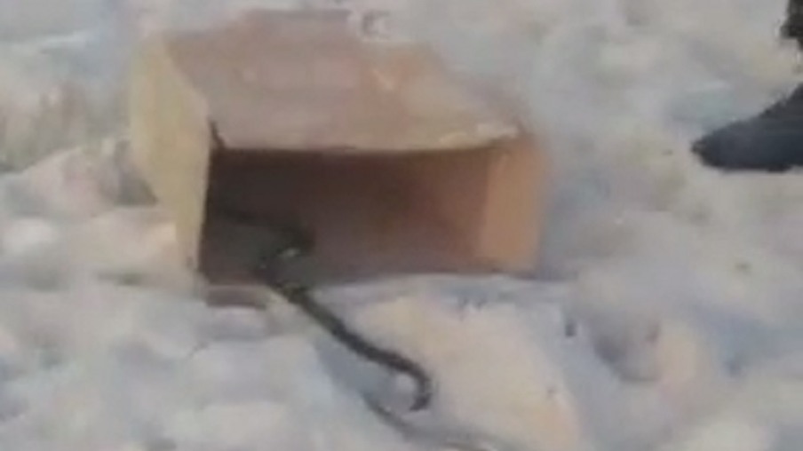 Vídeo mostra cobra verde na Praia de Icaraí, em Niterói