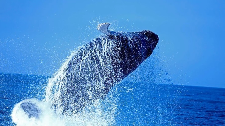 Objetivo é colaborar nas pesquisas na costa niteroiense e incentivar o ecoturismo de observação de baleias que gera milhões em estados e países que apoiam os projetos