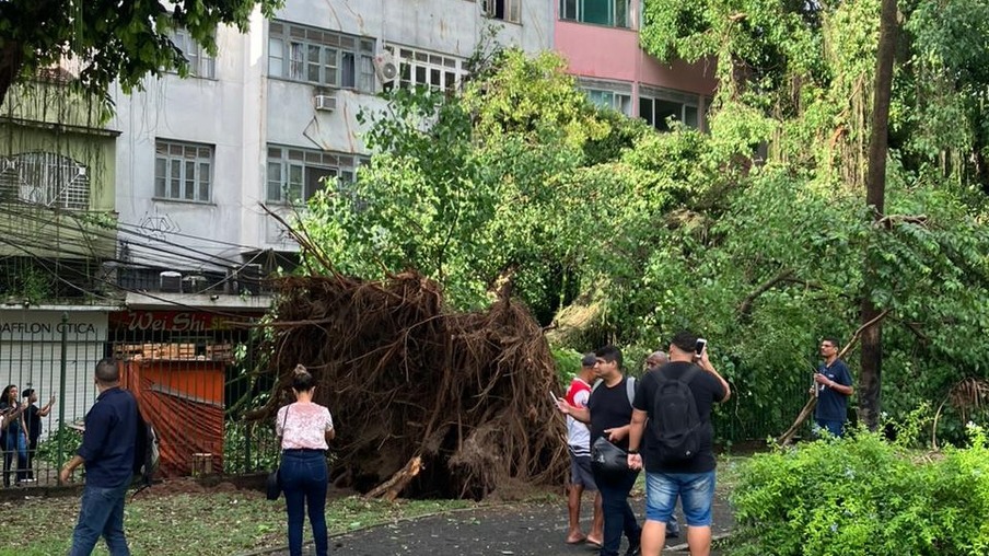 Uma árvore caiu por volta das 7h desta quinta-feira (16), na Praça da Rua São João, no Centro de Niterói.