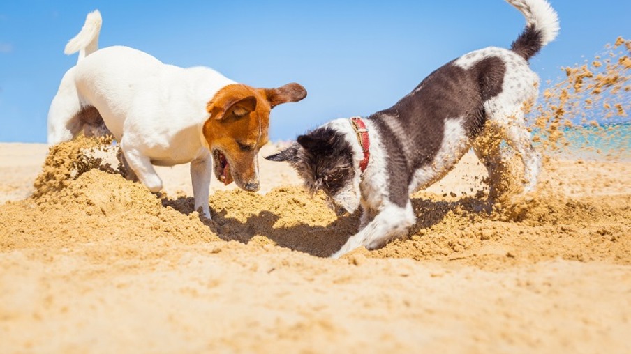 dogs digging a hole at baech